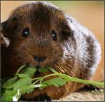 Meerschweinchen.jpg
