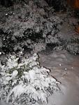 Schnee im Garten (abends).JPG