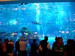 9 Aquarium Dubai Mall.jpg