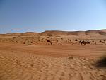 21Freilaufende Kamele an der Laufstrecke Oman.jpg