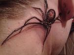 Spinne_web.jpg