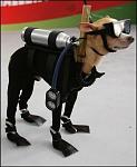 Scuba-Dog-Hund-Neoprenanzug-Taucheranzug-246x300.jpg