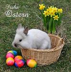 frohe-ostern.jpg