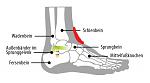 mittelfuss-anatomie_0.jpg