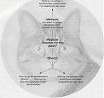 kater_400.jpg