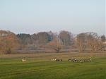 P1000505a.jpg