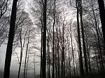 Waldlauf 15.02.15 - 2.jpg