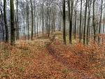 Waldlauf 15.02.15 - 3.jpg