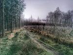 Waldlauf 15.02.15 - 10.jpg