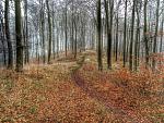 Waldlauf 15.02.15 - 18.jpg