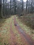 Waldlauf 2015-02-21#05 kompr.JPG