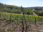 2015-04-19_Frühling-c15.jpg