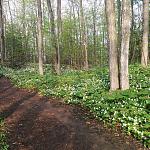 trillium.jpg