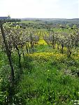 2015-05-10_Grünt08.jpg