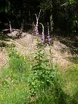 P1040671_1.jpg