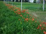 IMG_20150614_104657.jpg