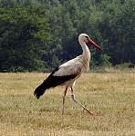 storch02.jpg