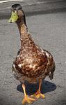ente02.jpg