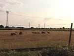 IMG_1726.JPG