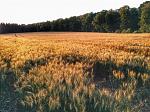 IMG_20150721_203006.jpg