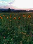 IMG_20150722_205949.jpg