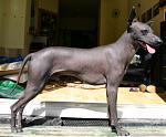 PHDStandardStanding_-_Perro_Sin_Pelo_del_Perú.jpg