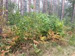 IMG_1887.JPG