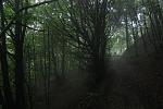 IMG_5186.JPG