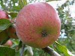 2015-09-06_Apfelwiese08.jpg