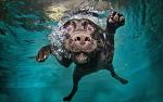 1686452-292vv33pab9j-bilder_unter_wasser_schwimmen_hund_hd_hunde_hintergrund-original.jpg