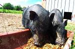 schweine-am-trog.jpg