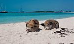 Schweine-am-Strand.jpg