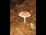 Pilz.jpg