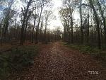 billiger_wald2.jpg