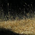 IMG_0710.JPG