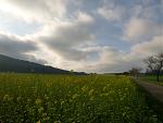 P1010766a.jpg