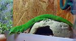 004 Gecko.jpg