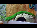 004 Gecko.JPG