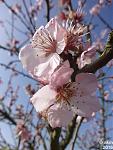 2016-03-12_Eisfrühling10.jpg