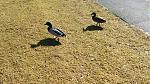 IMG_20160328_120513.jpg