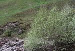 IMG_2977a.JPG