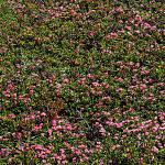 IMG_3491.JPG