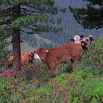 IMG_3722.JPG