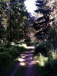 wald2.jpg