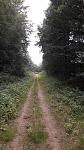 Wald.jpg