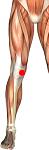 knie.jpg