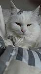 Katze.jpg