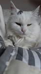 Katze 2.jpg