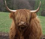 Doeberitzer-Heide-Galloways_Bild_idbproplanta_82811_1342962088.JPG