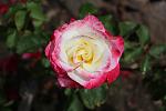 Rose2.jpg